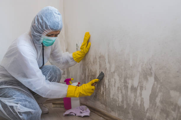 Mold Odor Removal Services in Hartsdale, NY