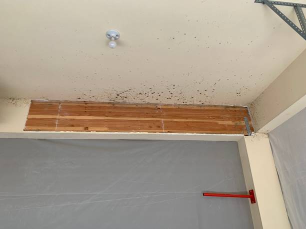 Best Forensic Mold Investigation  in Hartsdale, NY